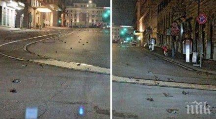 апокалиптично хиляди мъртви птици улиците рим