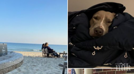 посолството сащ показа осиновени кучета