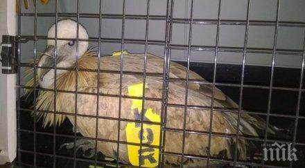 спасиха бедстващ лешояд магистрала тракия