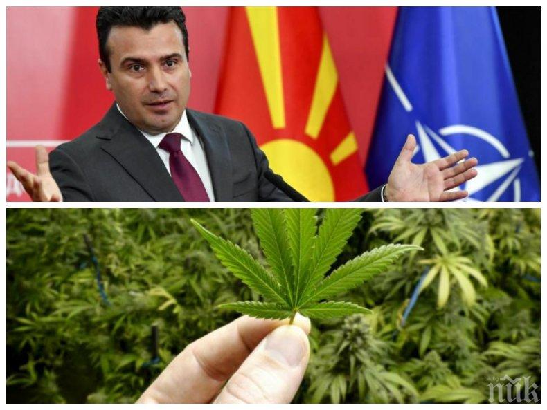ВЕСЕЛИТЕ КОМШИИ: Зоран Заев обеща всеки македонец да си отглежда марихуана