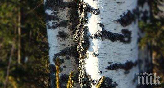 Вижте какви са лечебните свойства на сребърната бреза