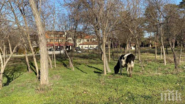 Крави мучат на Гребната база в Пловдив, деца гледат в захлас (СНИМКИ)