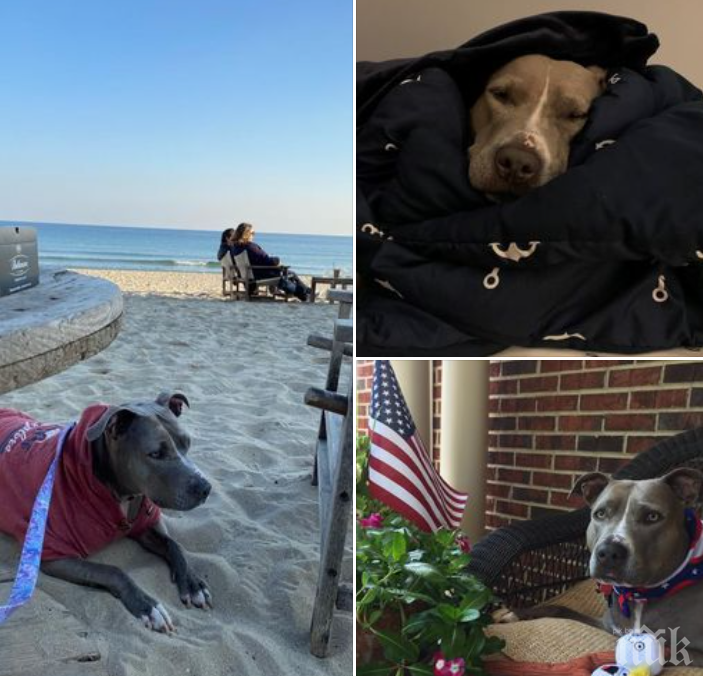 Посолството на САЩ показа осиновени кучета