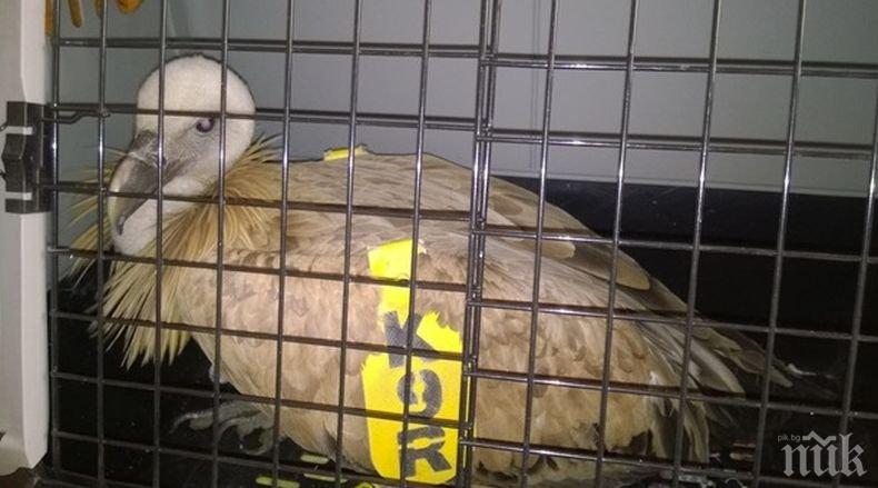 Спасиха бедстващ лешояд на магистрала „Тракия”