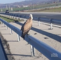 Спасиха бедстващ белоглав лешояд на АМ 