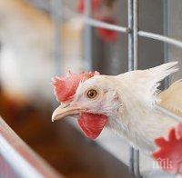 Огнище на птичи грип в Хасково, заразени са над 25 000 пернати