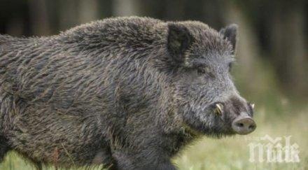 Няма да удължават лова на дива свиня 