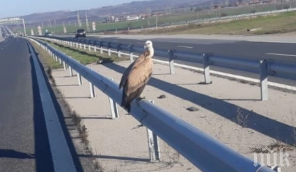 Спасиха бедстващ белоглав лешояд на АМ Тракия