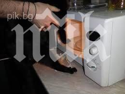 момичета изпекоха коте микровълнова забавление