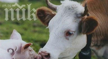 прасе изпи кенчета бира подгони крава свлече несвяст