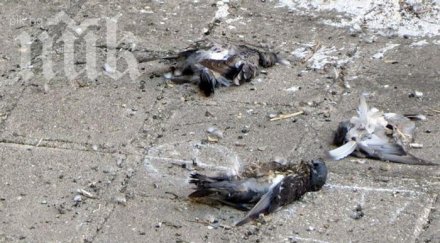 мъртви гълъби открити река хасковска