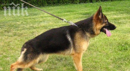 дядо изверг влачи кучето кола