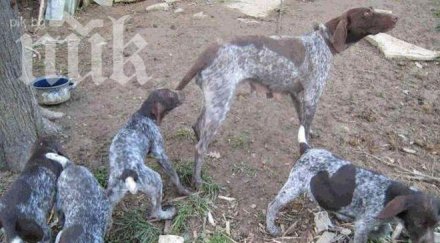 ловни кучета умряха отрова чакали