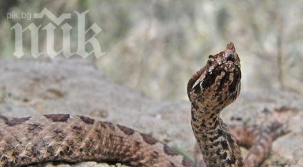 змия ухапа млад пастир болницата борят живота