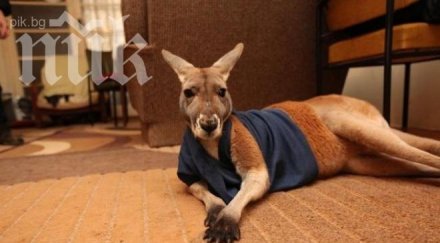 безмилостно кенгуру разруши къща австралия