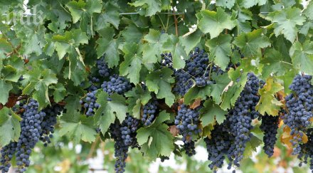 стар лозар отстреля младеж патрони птици