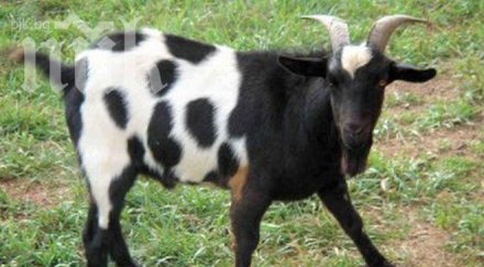 козел продаде млн долара интернет възмути