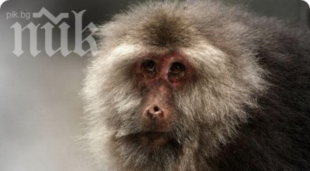 макак тероризира цял град япония издирват стотици ловци