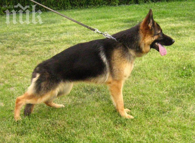 Дядо-изверг влачи кучето си с кола