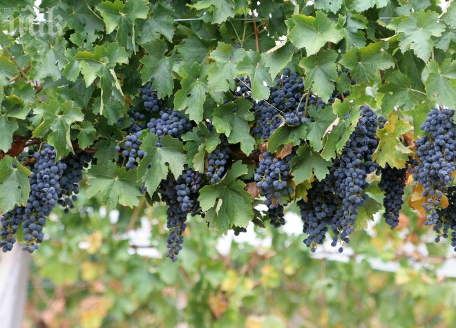 Стар лозар отстреля младеж с патрони за птици