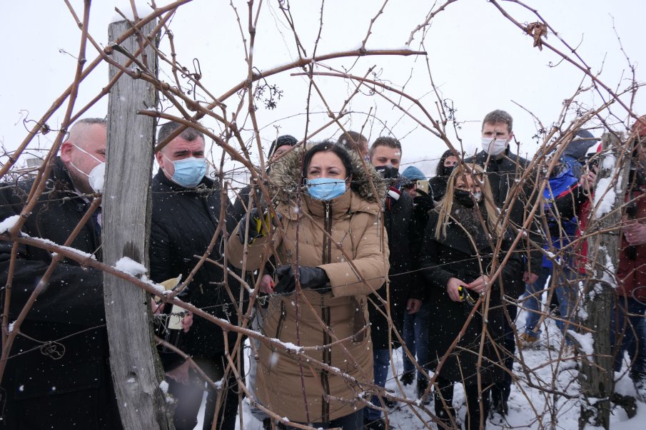 Министър Танева: През изминалата година лозаро-винарският сектор беше подпомогнат с над 60 млн. лева (СНИМКИ)