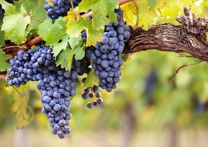 Засадете лозите на това място в градината и гроздето ще расте по-едро и по-сладко от всякога