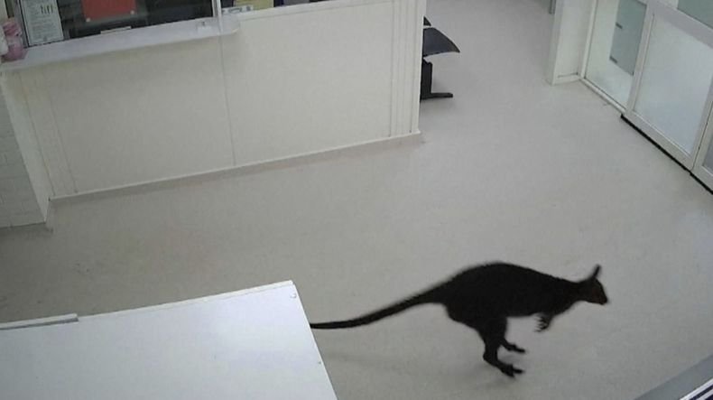 Неочакван пациент: Кенгуру влетя в спешното отделение на австралийска болница