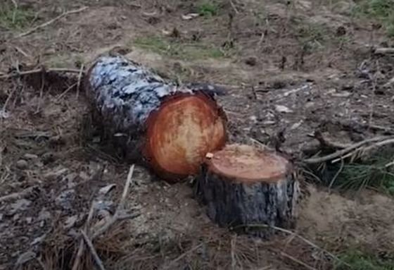 Аларма за поголовна сеч в къмпинг Градина