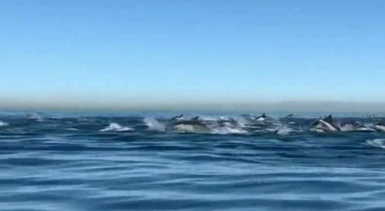 УНИКАЛНО! Над 2 000 делфина бяха забелязани край южния бряг на Калифорния (ВИДЕО)