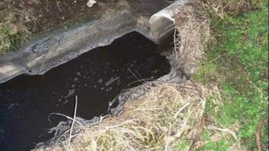 Умряла риба изплува от водите на Камчия, подозират свинарник