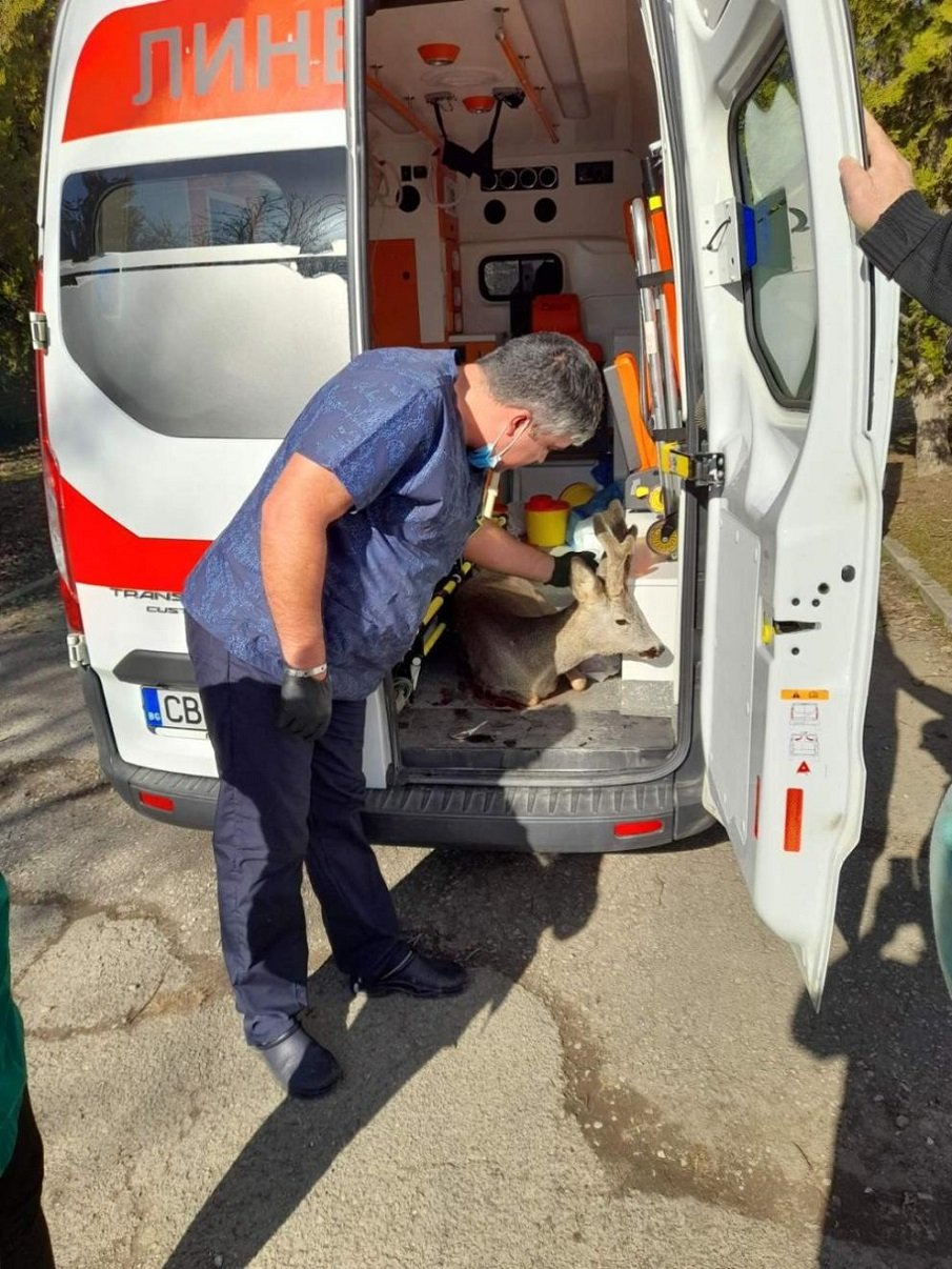 ТРОГВАЩО: Спасиха ранена сърна в столицата