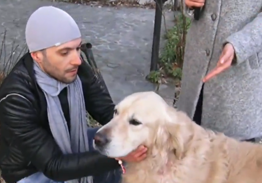 Питбул нападна домашно куче и стопанина му в София