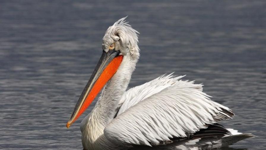 ЗА ПЪРВИ ПЪТ В БЪЛГАРИЯ: Поставиха сателитен предавател на къдроглав пеликан