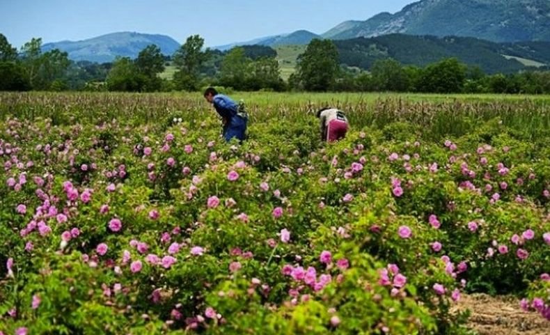 Среща на розопроизводителите в Карлово