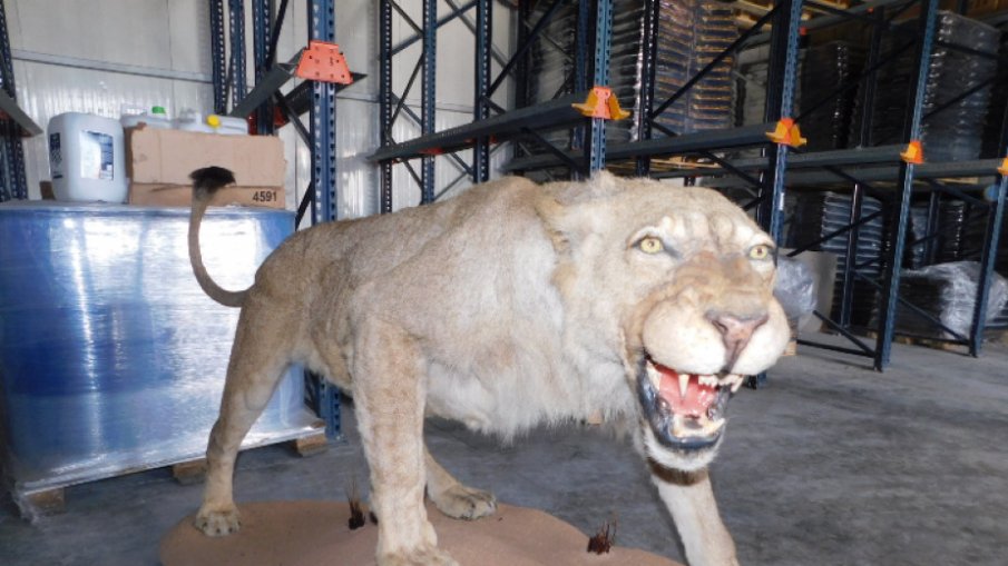 Откриха препариран лъв в склад край Разград