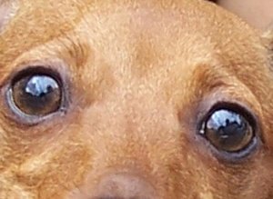 Куче нахапа пенсионер, прати го в болница