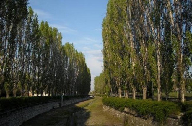 Отрязаха легендарните тополи от легендарното парче на Щурците