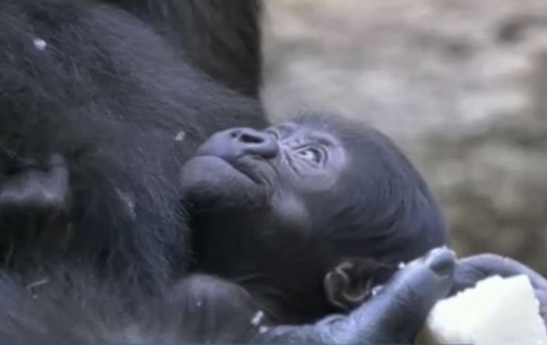 За първи път от 16 години в зоопарка в Берлин се роди горилче