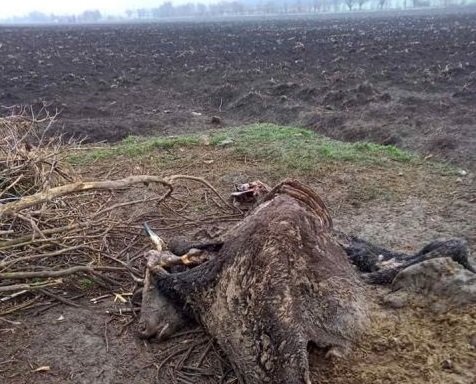 ПОТРЕСАВАЩО: Откриха трупове на горени животни край село Обединение