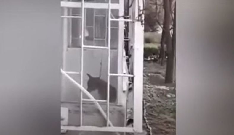 Прокуратурата подхвана собственика на бедстващото на тераса куче в Пловдив