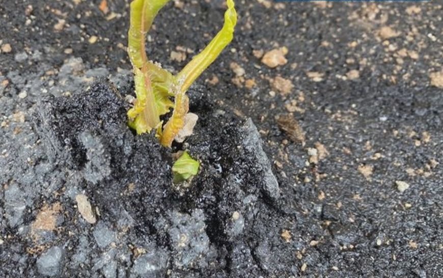 ПЪЛЕН АБСУРД: Растения поникнаха на новоасфалтирана улица в Своге (СНИМКИ)