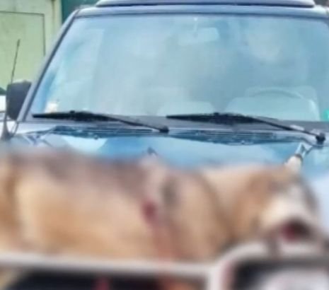 Прокуратурата погна мъжа, проснал вълк на колата си