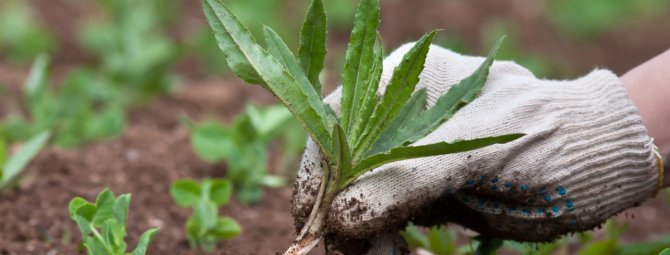 ТРИК: Сложете чинии с кока-кола в градината си и вижте какво ще се случи