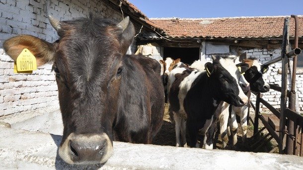 Ето откога фермерите могат да кандидатстват по мярката Хуманно отглеждане на животни