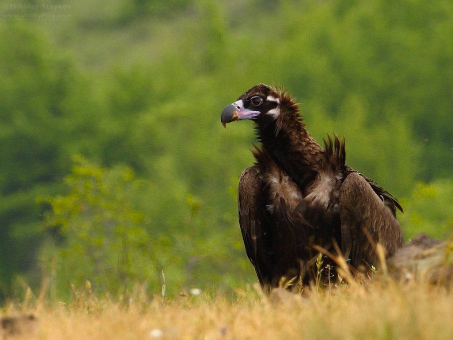 Карталът се завърна във Врачанския Балкан