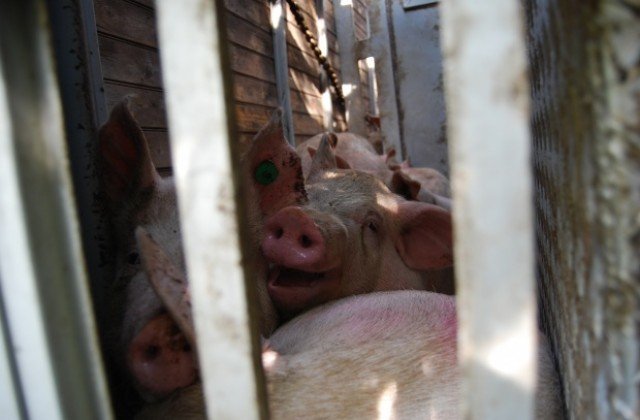 Катастрофирал камион с прасета блокира движението по пътя София - Варна край Търговище