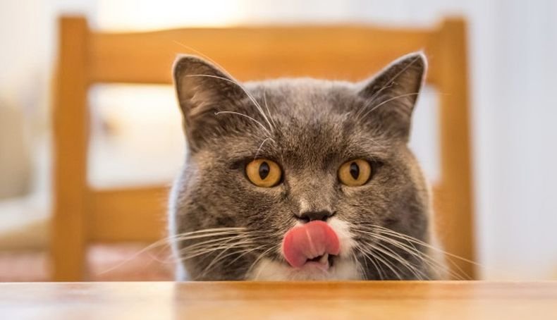 Защо котките имат грапав език?