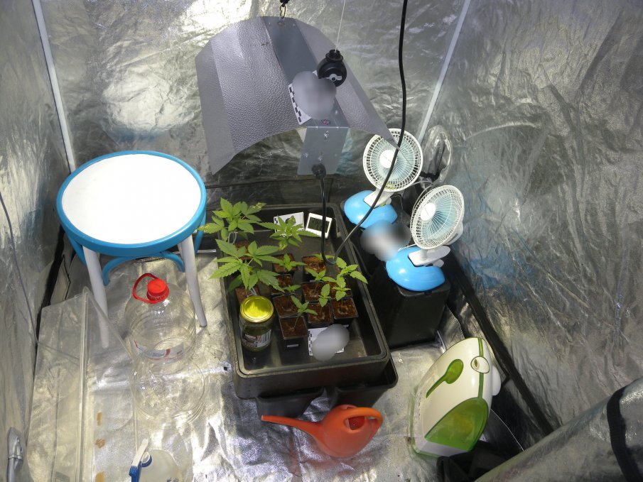 Криминалисти в Дряново с удар срещу дрогата - разкриха миниоранжерия в къща (СНИМКИ)