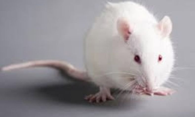 Стресираните мишки губят козината си