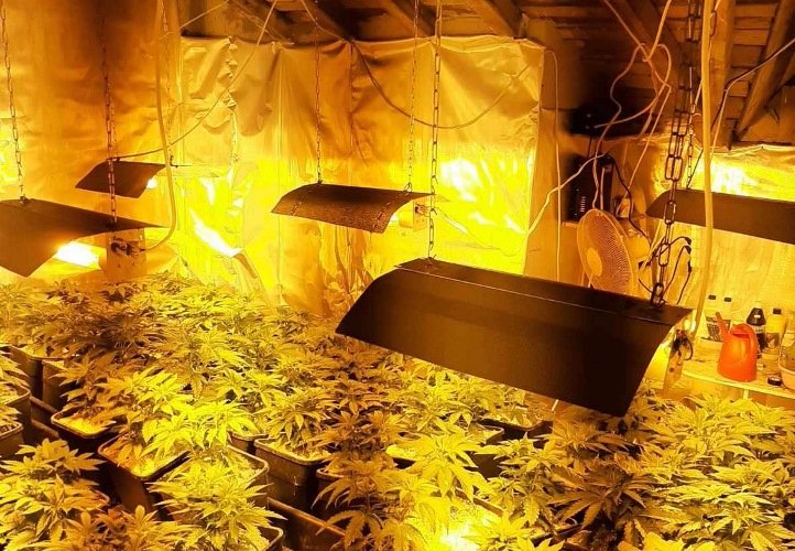 Нелегална оранжерия за коноп разбиха в Бургас